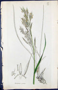 Old Print Bromus Erectus Colour Smith Sowerby 1847 British Plants Botany 19th