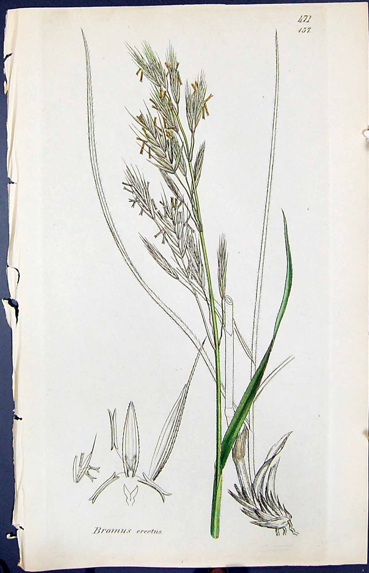 Old Print Bromus Erectus Colour Smith Sowerby 1847 British Plants Botany 19th
