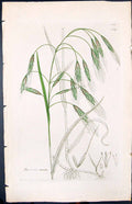 Old Print Bromus Sterilis Colour Smith Sowerby 1847 British Plants Botany 19th
