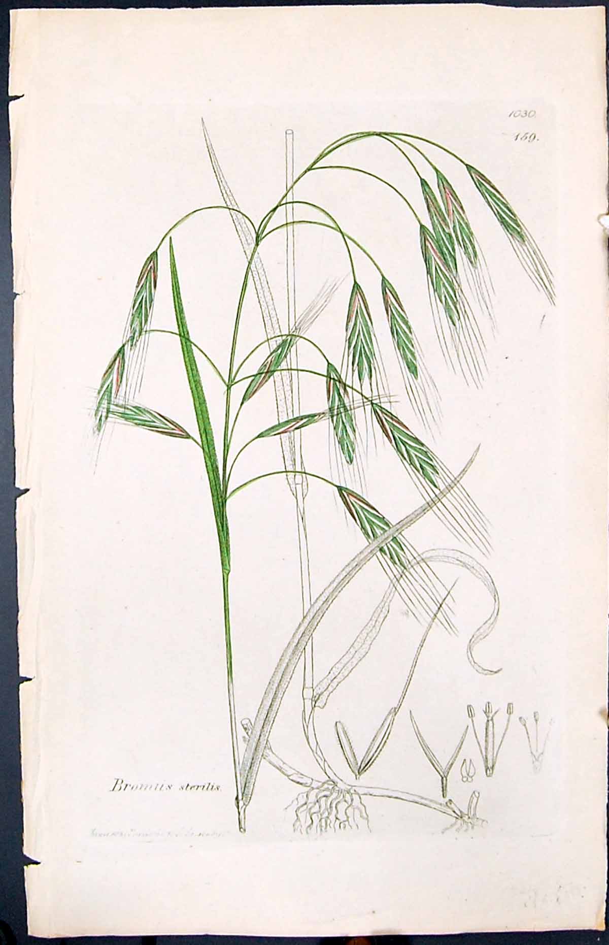 Old Print Bromus Sterilis Colour Smith Sowerby 1847 British Plants Botany 19th