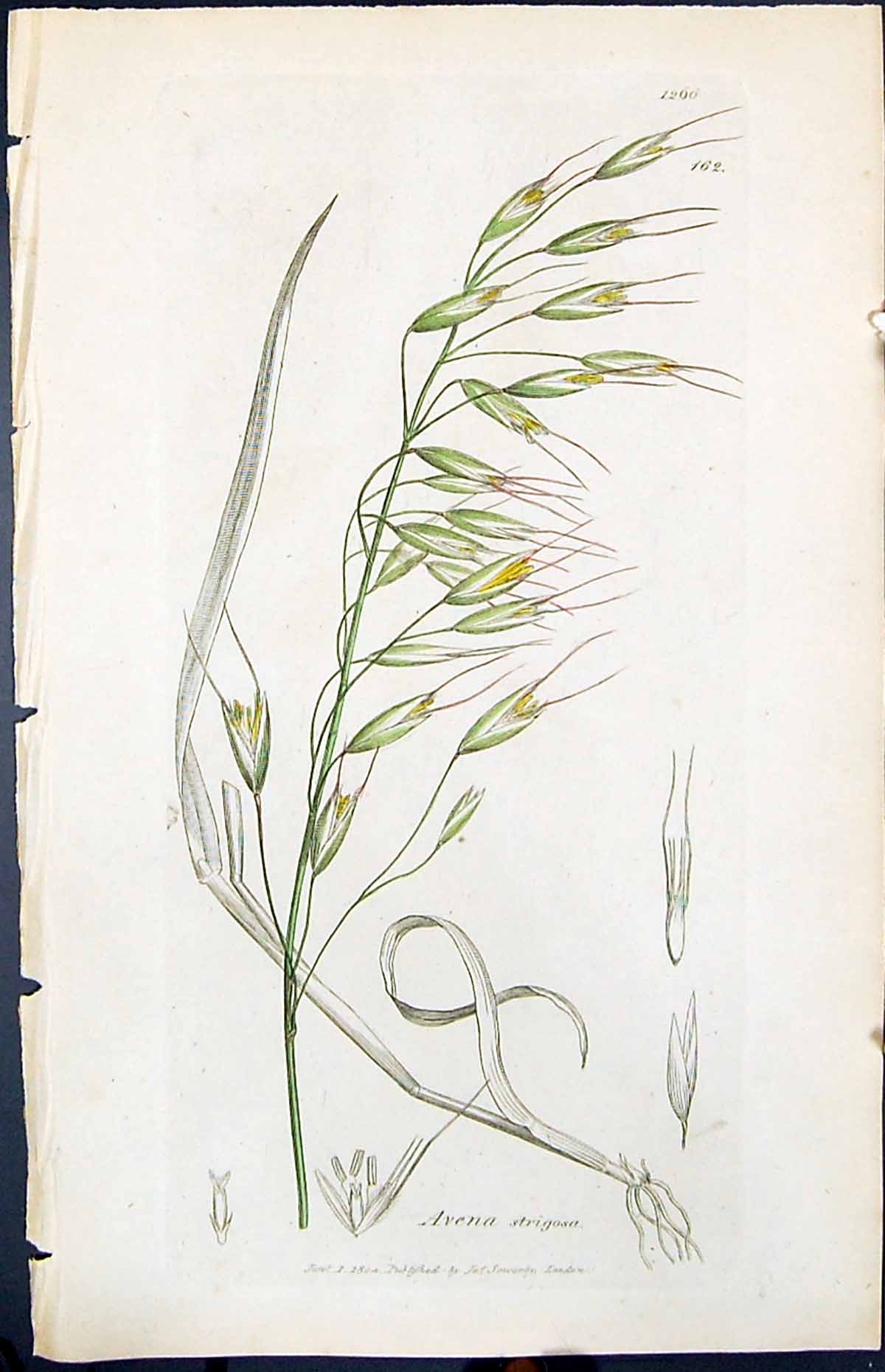 Old Print Avena Strigosa Colour Smith Sowerby 1847 British Plants Botany 19th