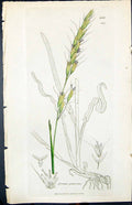 Old Print Avena Pubescens Colour Smith Sowerby 1847 British Plants Botany 19th