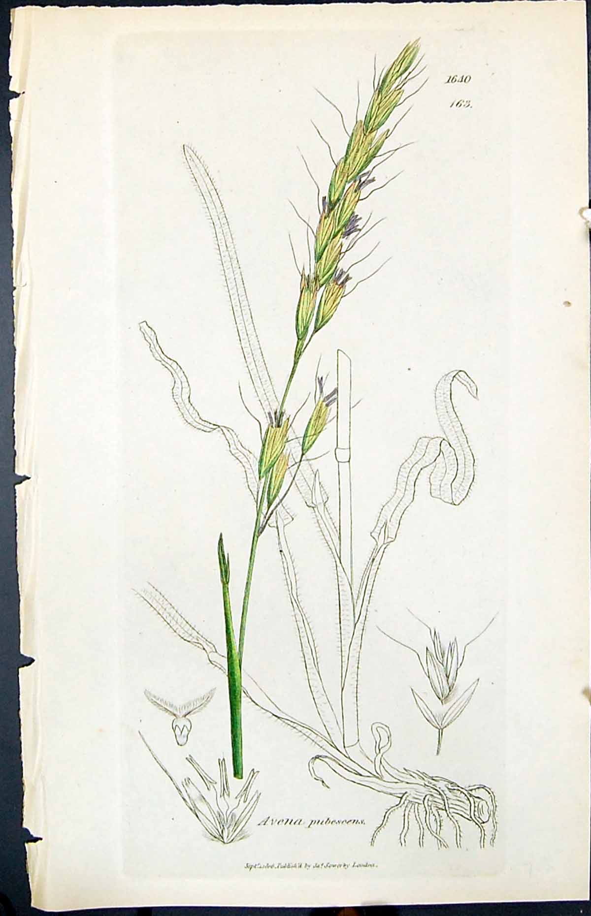 Old Print Avena Pubescens Colour Smith Sowerby 1847 British Plants Botany 19th