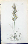 Old Print Avena Pratensis Colour Smith Sowerby 1847 British Plants Botany 19th