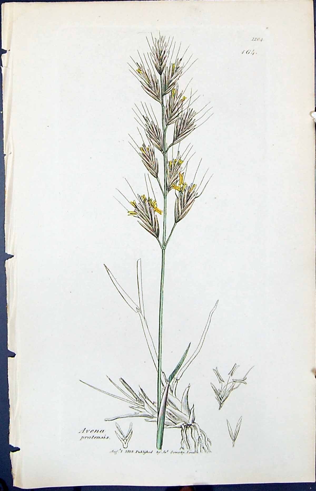 Old Print Avena Pratensis Colour Smith Sowerby 1847 British Plants Botany 19th
