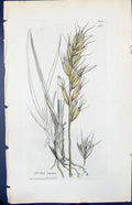 Antique Print Avena Alpina Colour Smith Sowerby 1847 British Plants Botany