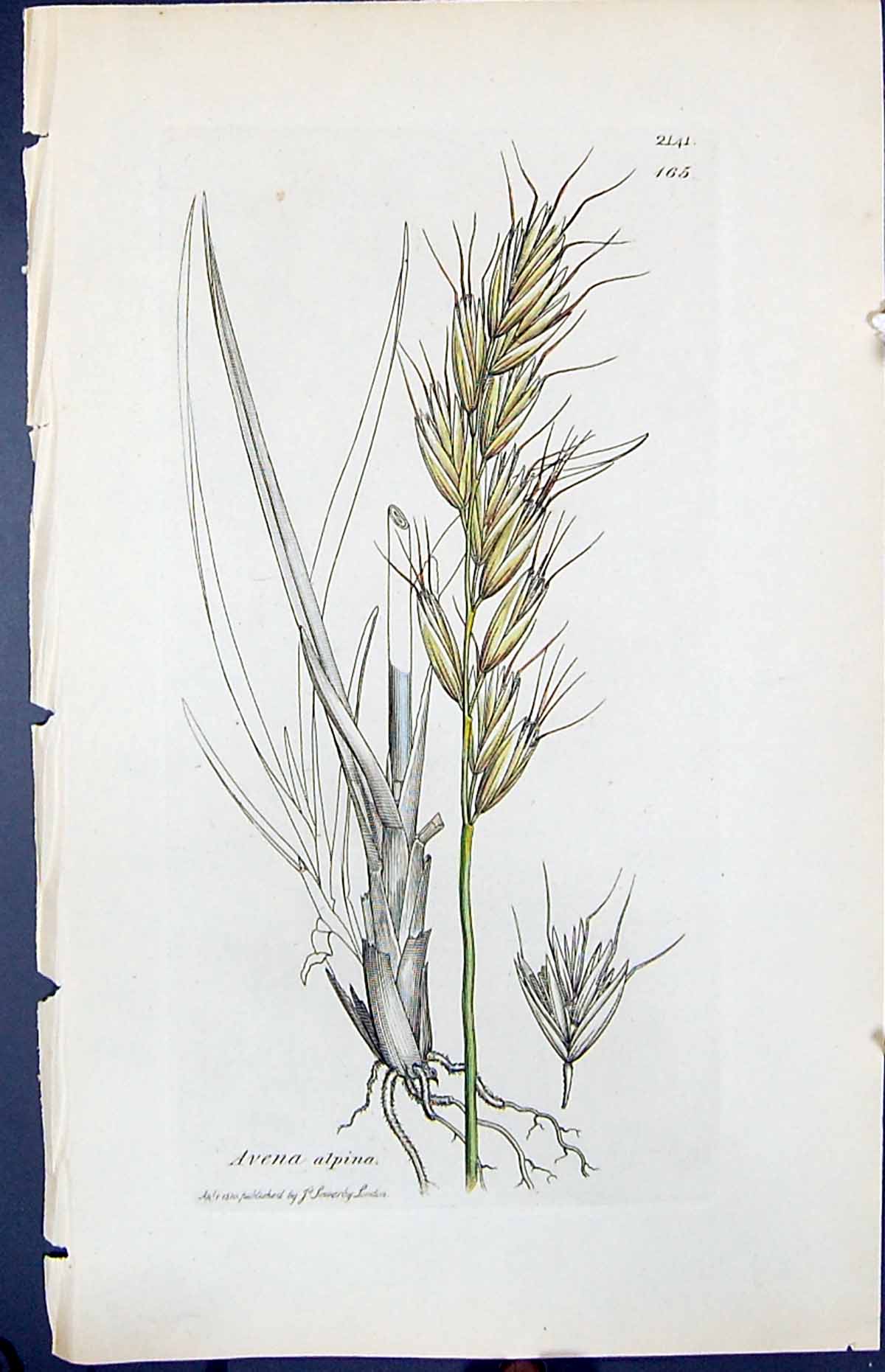 Antique Print Avena Alpina Colour Smith Sowerby 1847 British Plants Botany
