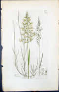 Antique Old Print Avena Flavescens Smith Sowerby 1847 British Plants Botany