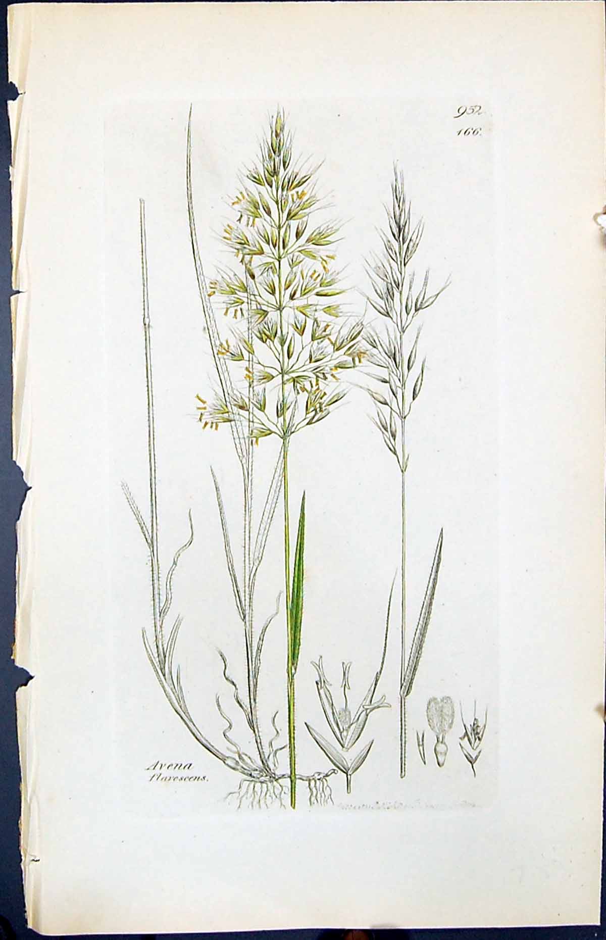 Antique Old Print Avena Flavescens Smith Sowerby 1847 British Plants Botany