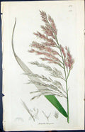 Antique Old Print Arundo Phragmites Smith Sowerby 1847 British Plants Botany