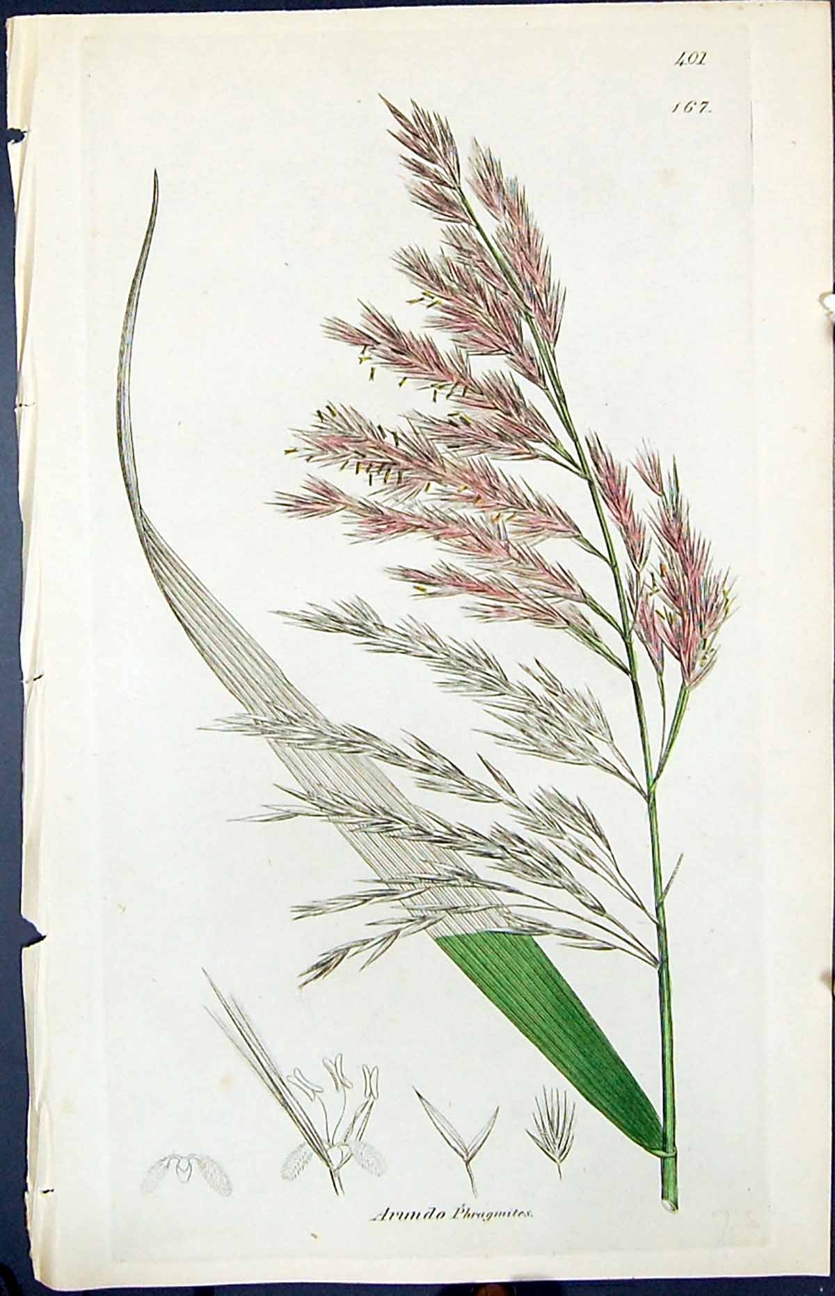 Antique Old Print Arundo Phragmites Smith Sowerby 1847 British Plants Botany