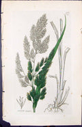 Old Print Arundo Epigejos Colour Smith Sowerby 1847 British Plants Botany 19th
