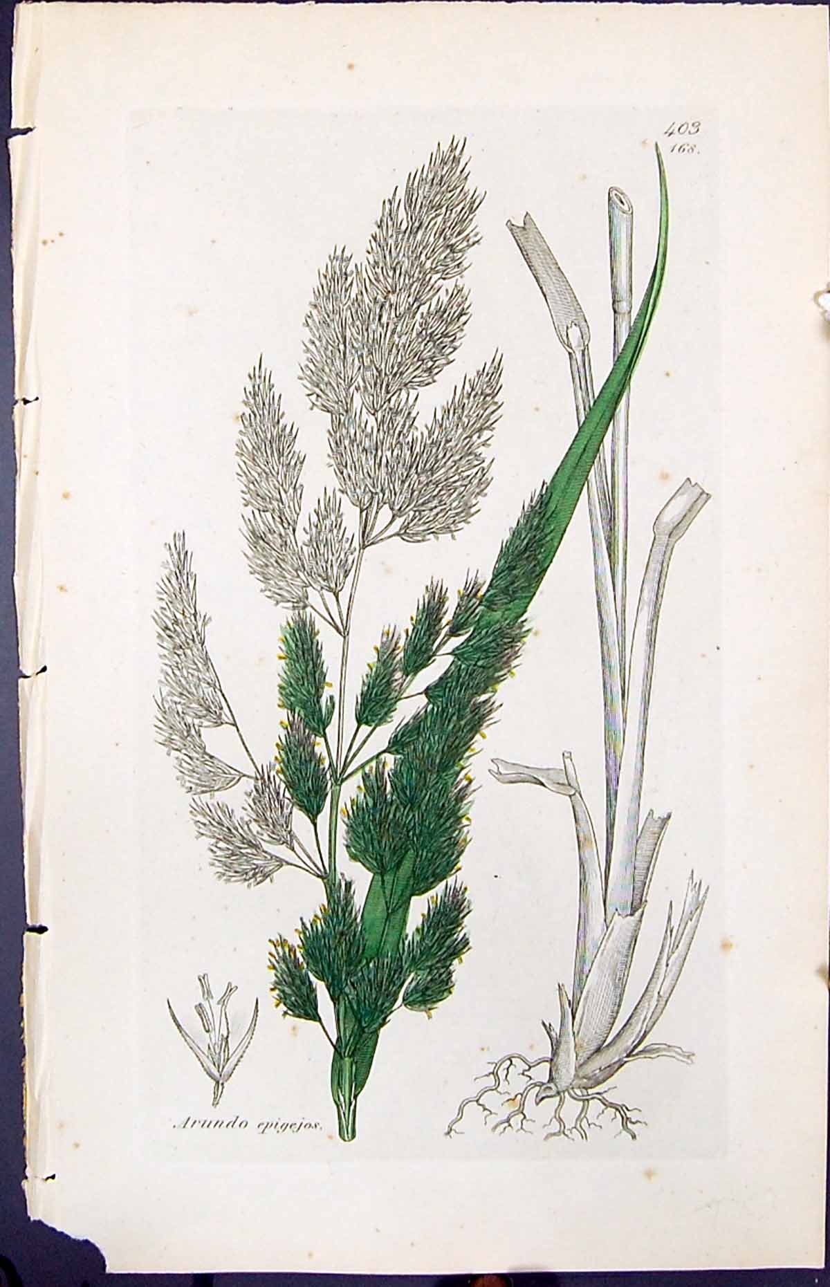 Old Print Arundo Epigejos Colour Smith Sowerby 1847 British Plants Botany 19th