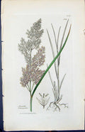 Antique Print Arundo Calamagrostis Smith Sowerby 1847 British Plants Botany