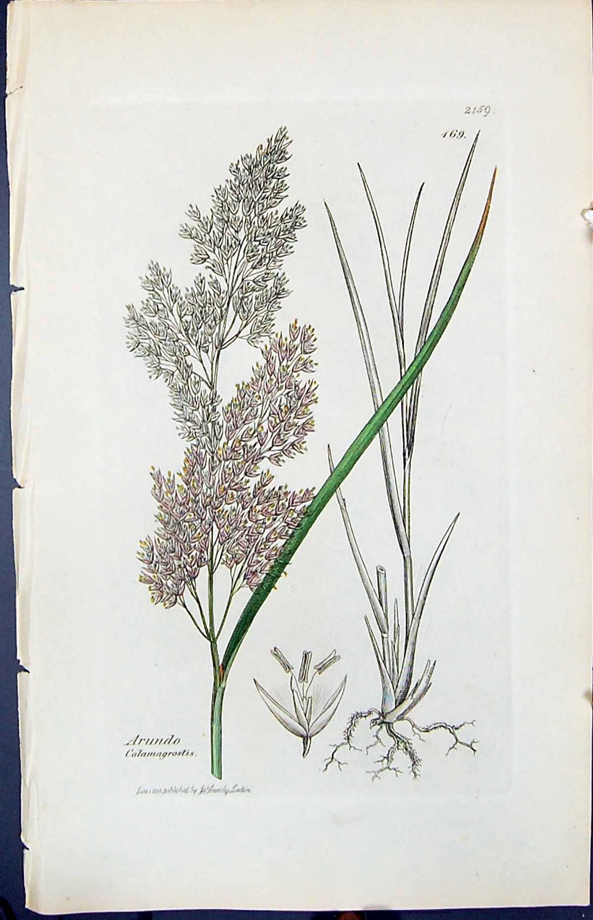 Antique Print Arundo Calamagrostis Smith Sowerby 1847 British Plants Botany