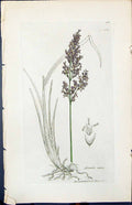 Old Print Arundo Stricta Colour Smith Sowerby 1847 British Plants Botany 19th