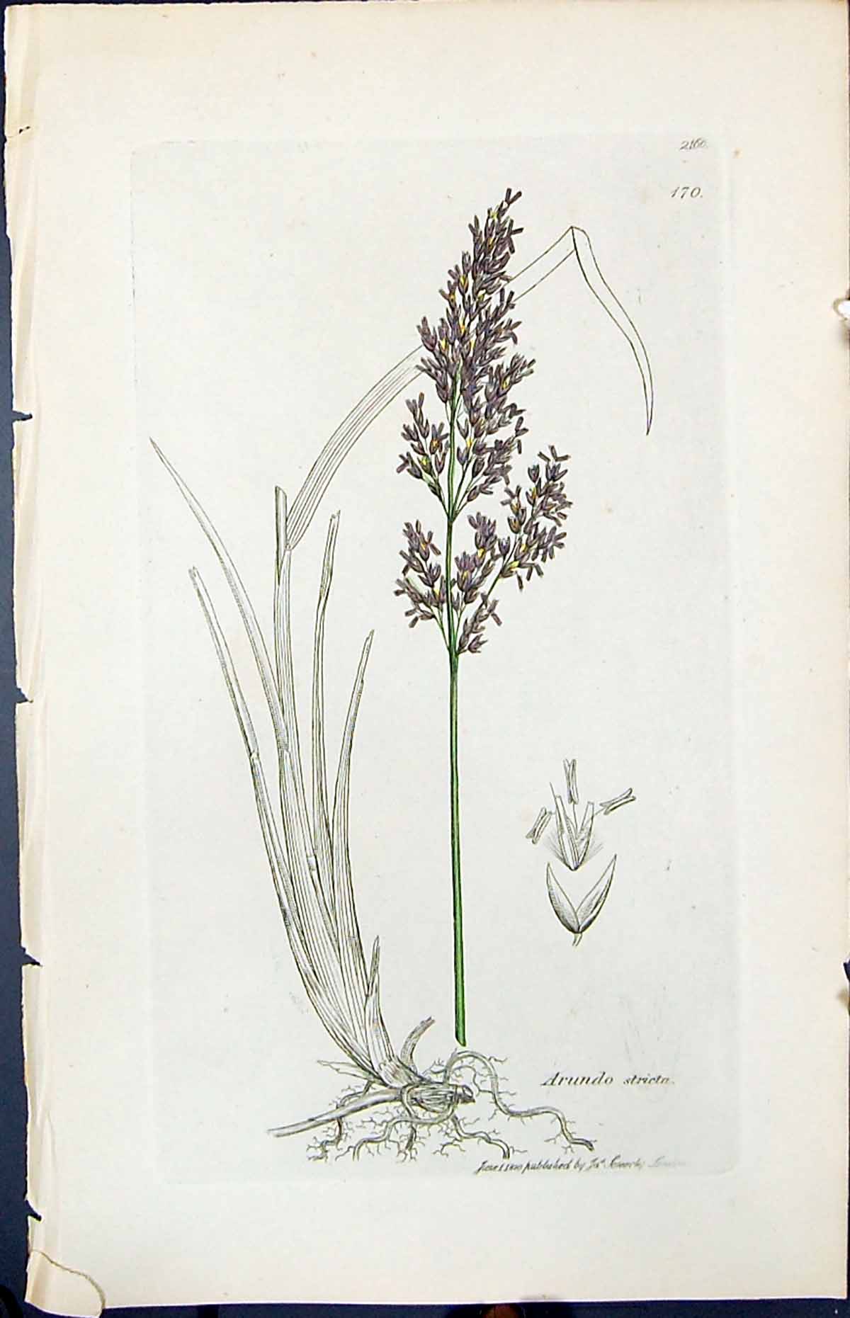 Old Print Arundo Stricta Colour Smith Sowerby 1847 British Plants Botany 19th
