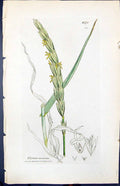 Antique Old Print Elymus Arenarius Smith Sowerby 1847 British Plants Botany