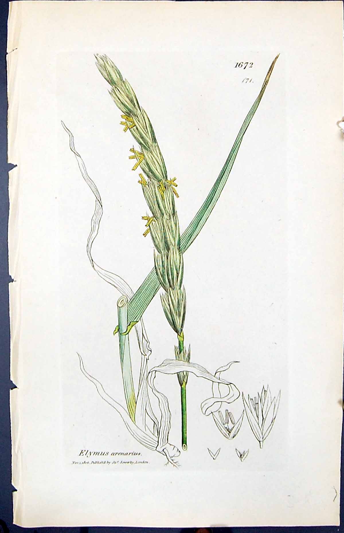 Antique Old Print Elymus Arenarius Smith Sowerby 1847 British Plants Botany