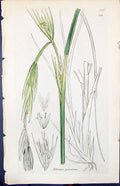 Antique Old Print Elymus Geniculatus Smith Sowerby 1847 British Plants Botany