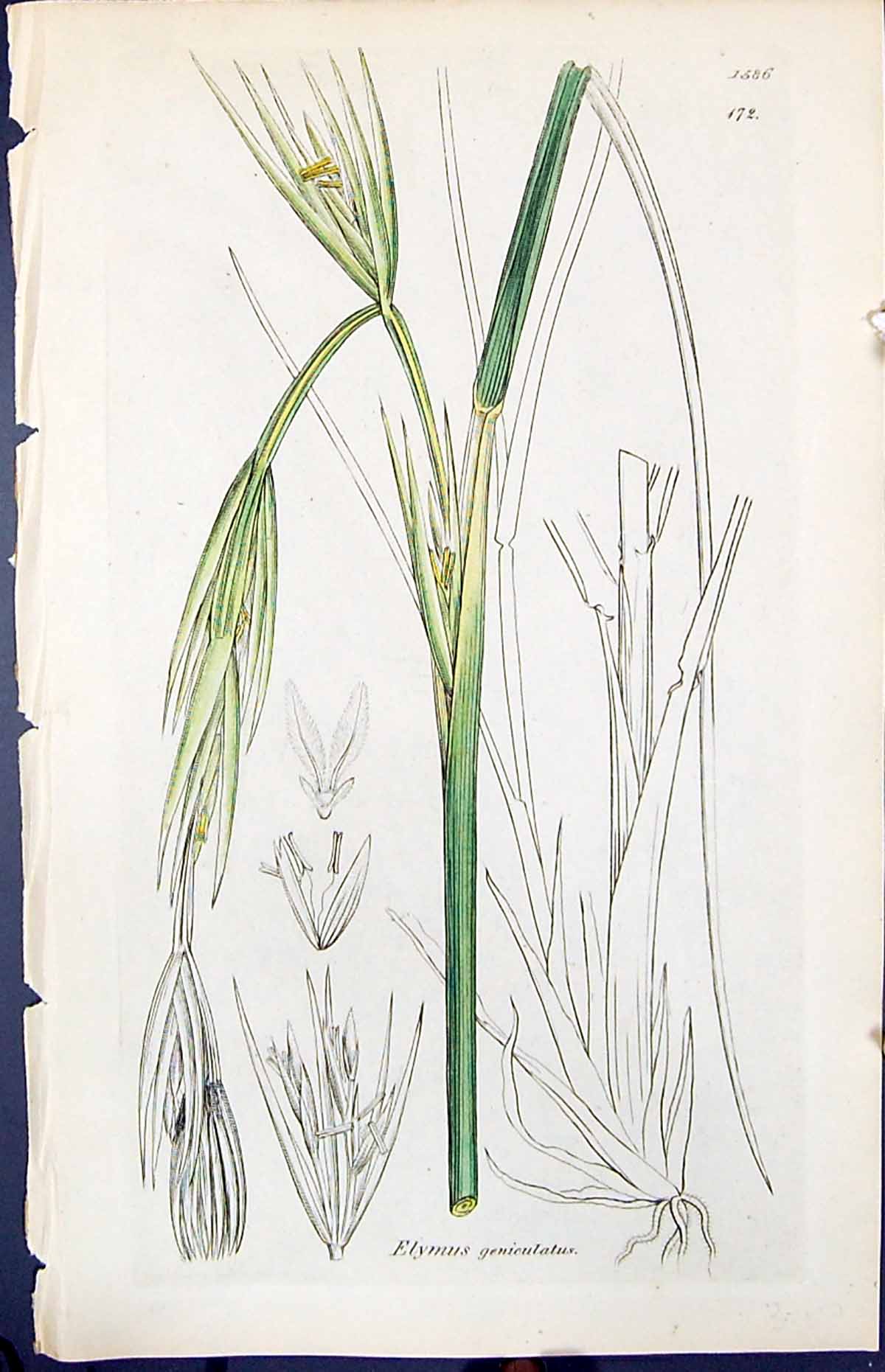 Antique Old Print Elymus Geniculatus Smith Sowerby 1847 British Plants Botany