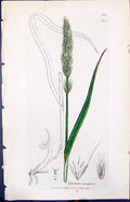 Antique Old Print Elymus Europoeus Smith Sowerby 1847 British Plants Botany