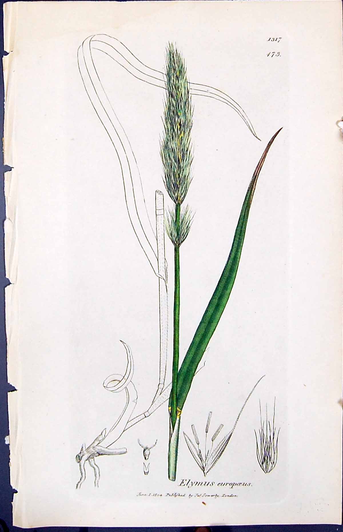 Antique Old Print Elymus Europoeus Smith Sowerby 1847 British Plants Botany