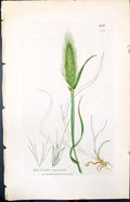 Old Print Hordeum Murinum Colour Smith Sowerby 1847 British Plants Botany 19th
