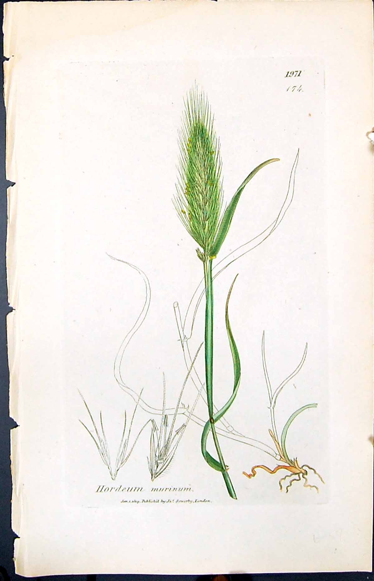 Old Print Hordeum Murinum Colour Smith Sowerby 1847 British Plants Botany 19th