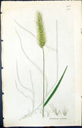 Antique Old Print Hordeum Pratense Smith Sowerby 1847 British Plants Botany