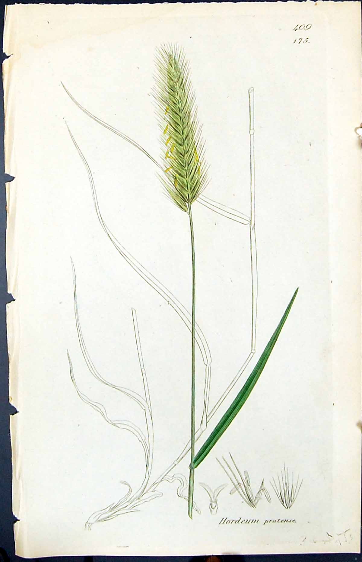Antique Old Print Hordeum Pratense Smith Sowerby 1847 British Plants Botany