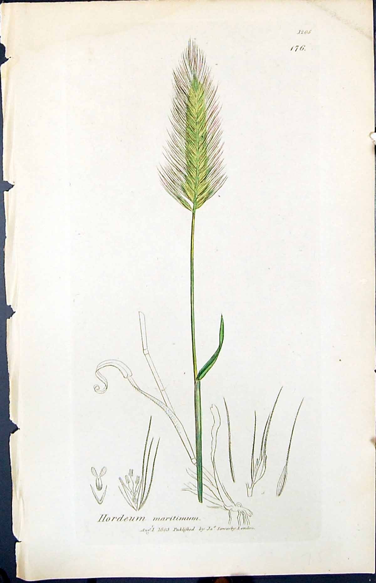 Antique Old Print Hordeum Maritimum Smith Sowerby 1847 British Plants Botany