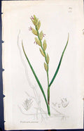 Antique Old Print Triticum Junceum Smith Sowerby 1847 British Plants Botany