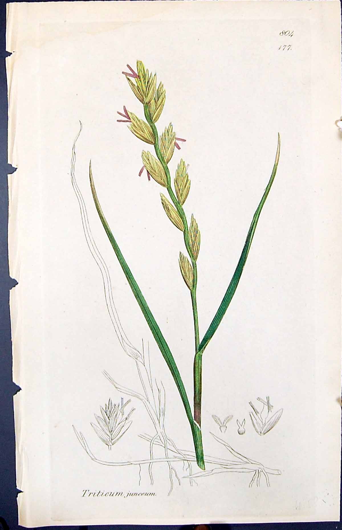 Antique Old Print Triticum Junceum Smith Sowerby 1847 British Plants Botany