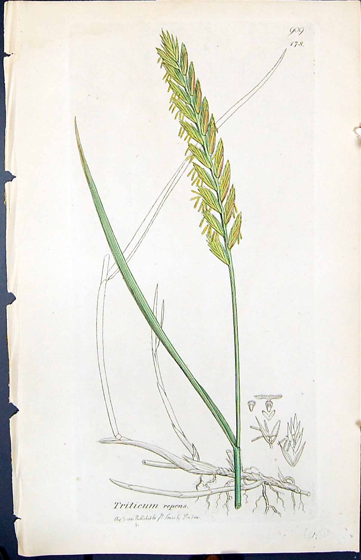 Old Print Triticum Repens Colour Smith Sowerby 1847 British Plants Botany 19th