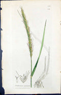 Antique Old Print Triticum Caninum Smith Sowerby 1847 British Plants Botany