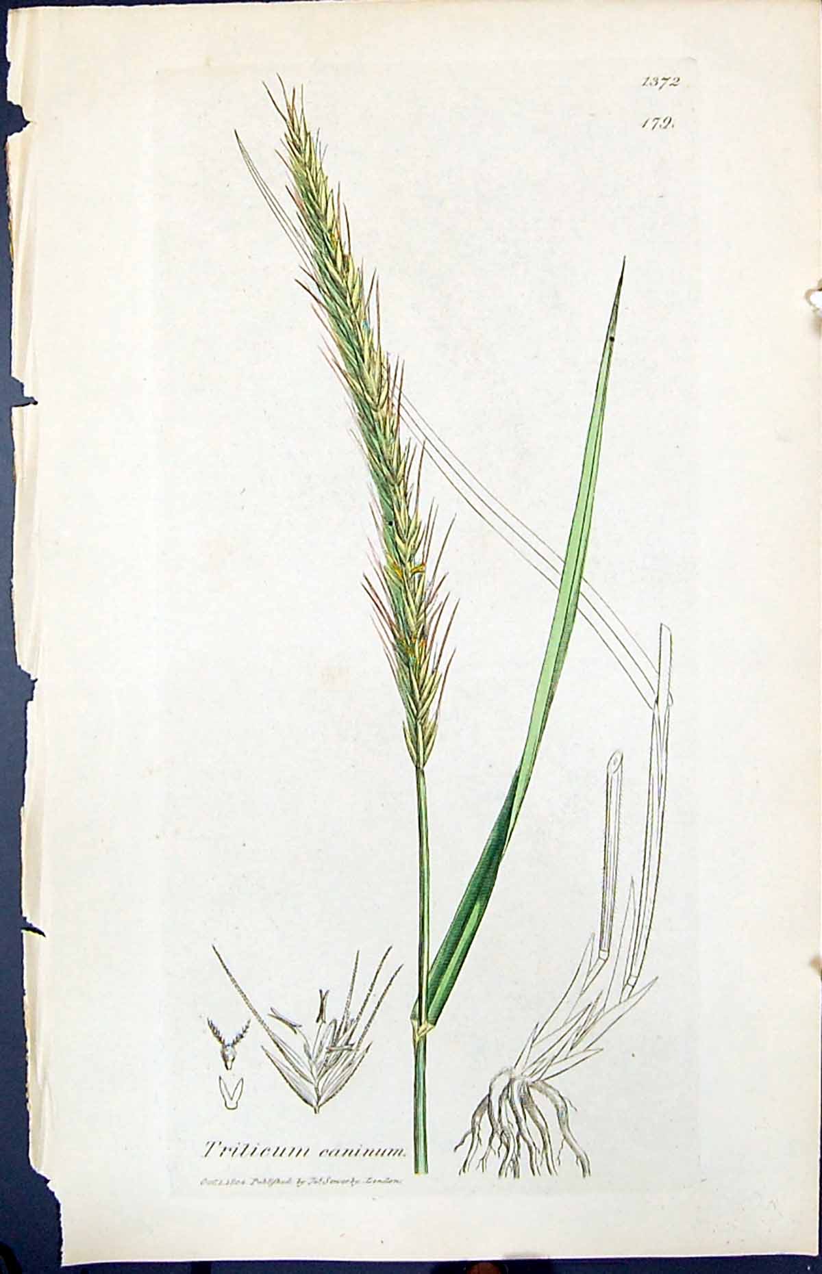 Antique Old Print Triticum Caninum Smith Sowerby 1847 British Plants Botany