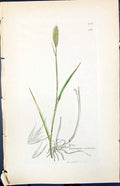 Antique Old Print Triticum Cristatum Smith Sowerby 1847 British Plants Botany