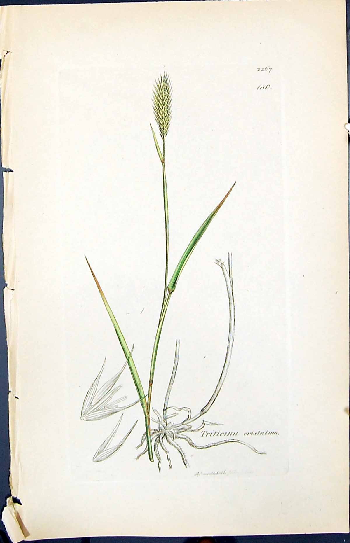 Antique Old Print Triticum Cristatum Smith Sowerby 1847 British Plants Botany