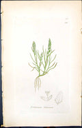 Antique Old Print Triticum Loliaceum Smith Sowerby 1847 British Plants Botany