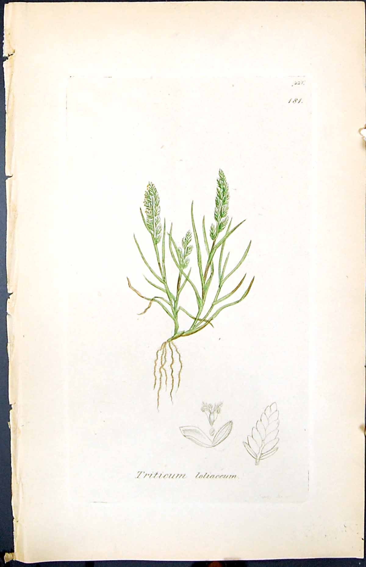 Antique Old Print Triticum Loliaceum Smith Sowerby 1847 British Plants Botany