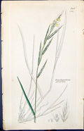 Old Brachypodium Sylvaticum Smith Sowerby 1847 British Plants Botany Victorian