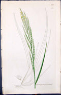 Old Print Brachypodium Pinnatum Smith Sowerby 1847 British Plants Botany 19th
