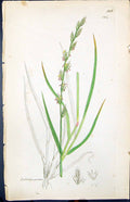 Old Print Lolium Perenne Colour Smith Sowerby 1847 British Plants Botany 19th