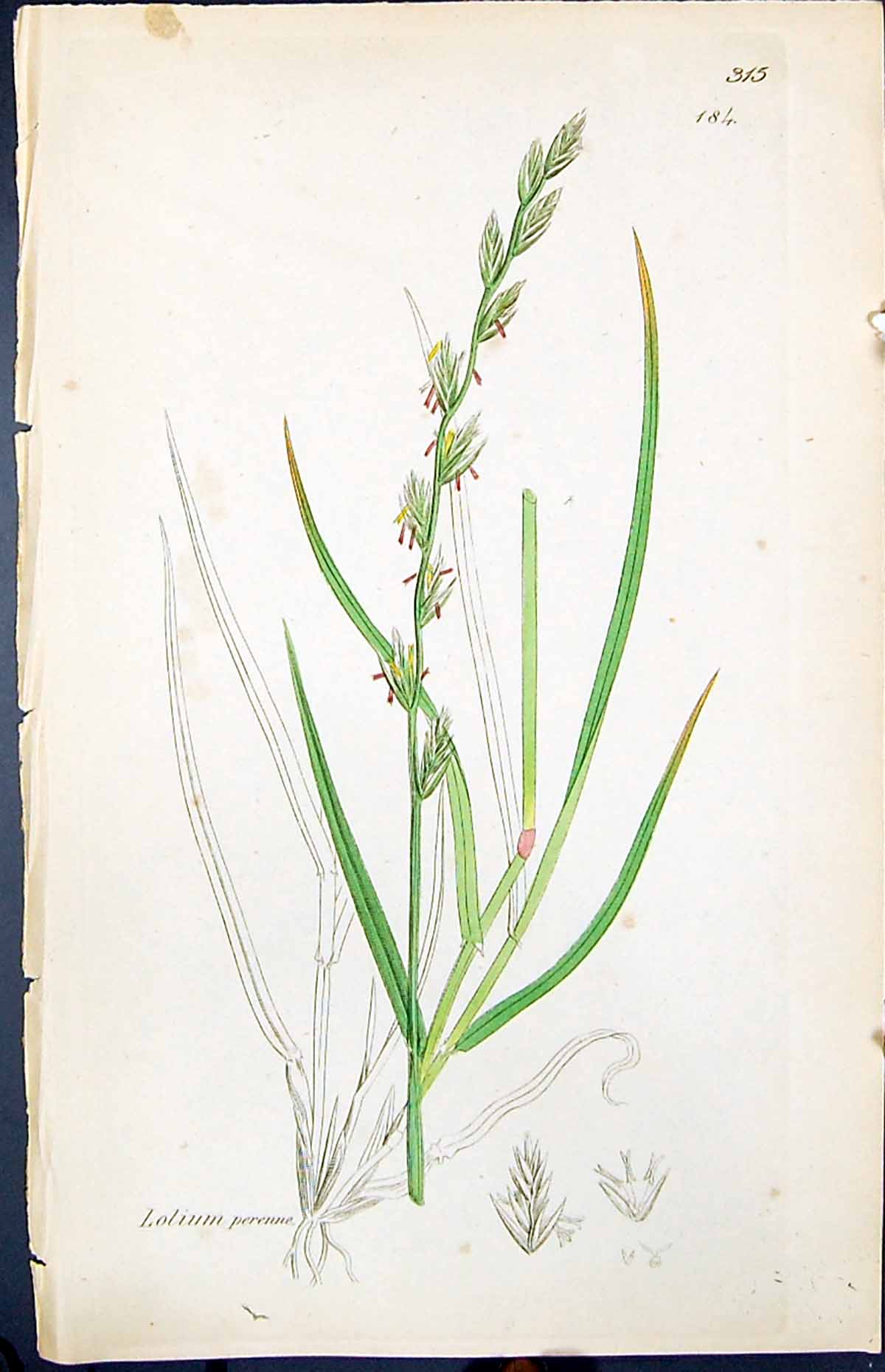 Old Print Lolium Perenne Colour Smith Sowerby 1847 British Plants Botany 19th