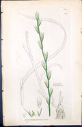 Antique Old Print Smith Sowerby 1847 British Plants Botany Lolium Temulentum