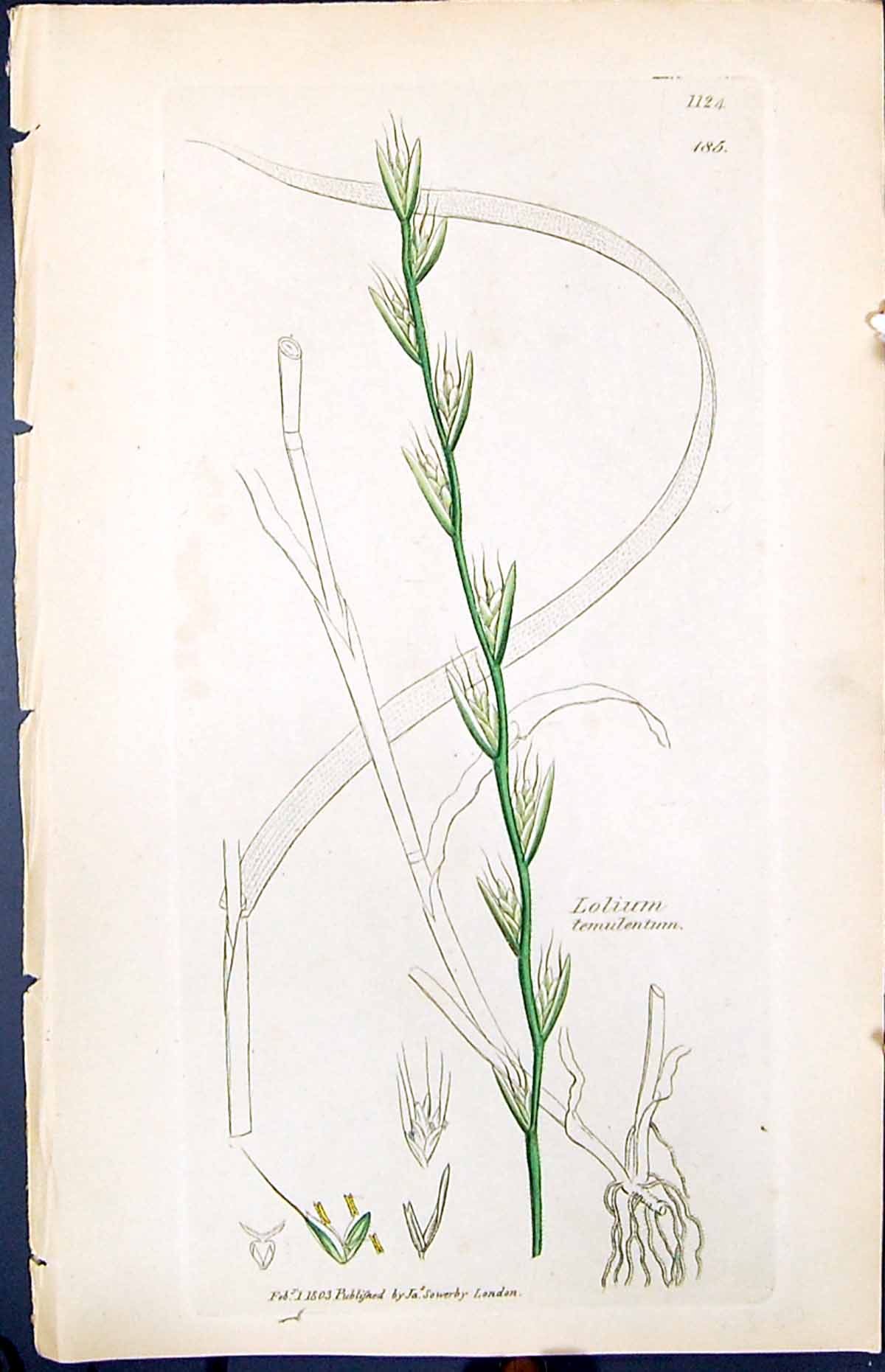 Antique Old Print Smith Sowerby 1847 British Plants Botany Lolium Temulentum