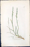 Antique Print Rotbollia Ineurvata Smith Sowerby 1847 British Plants Botany 19th