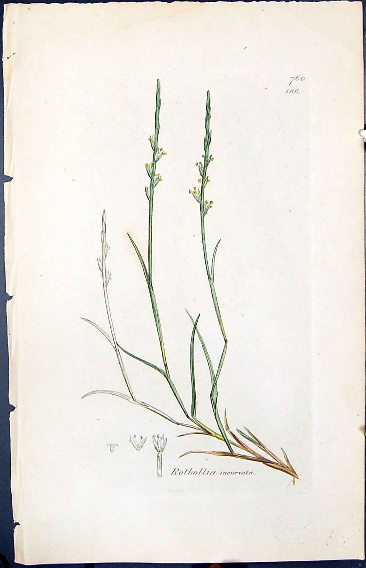 Antique Print Rotbollia Ineurvata Smith Sowerby 1847 British Plants Botany 19th