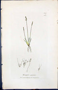 Antique Old Print Knappia Agrostidea Smith Sowerby 1847 British Plants Botany